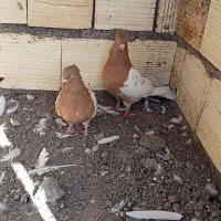 جفت سر زرد ضمانتی|پرنده|رفسنجان, |دیوار