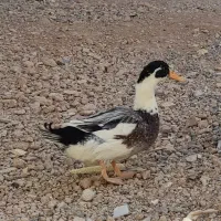 اردک جوان نر