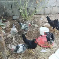 خروس|حیوانات مزرعه|زرند, |دیوار