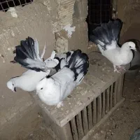 کبوتر نقش اصفهانی وترکیه