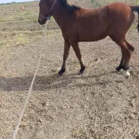 اسب|اسب و تجهیزات اسبسواری|پارسآباد, |دیوار