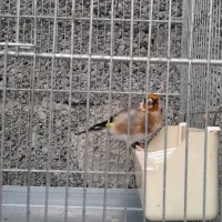 پرنده سهره وقناری