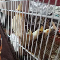 عروس هلندی تازه دون خور|پرنده|اصفهان, برزان|دیوار