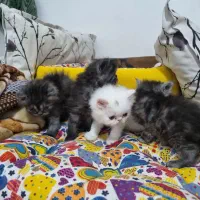 بچه پرشین اصل