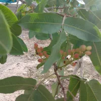 باغچه پاکدشت