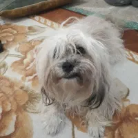 سگ شیتزو فلت