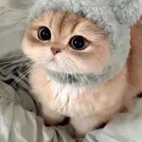 گربه پیدا شده