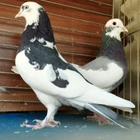 کبوتر|پرنده|رشت, لاکان شهر|دیوار