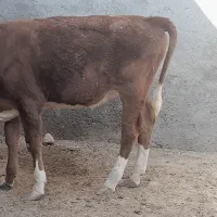 گوساله سیمینتال