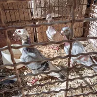 هفت عددکبوترمشتی|پرنده|بالا ولایت, |دیوار