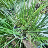 گل آگروس در رنگ های طلایی و سبز