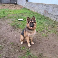 سگهای ژرمن قیمت توافقی|سگ|لاهیجان, خمیر کلایه|دیوار