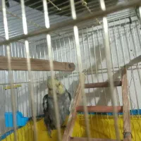 عروس هلندی ۳۰۰|پرنده|قرچک, مهدیه|دیوار