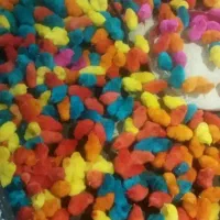 جوجه رنگی سرحال