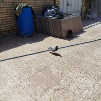 مالکیه سفلی فرعی