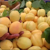 نهال زردآلو|گل و گیاه طبیعی|کرمان, |دیوار