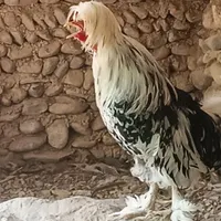 خروس نژاددار‌.واکسن خورده|پرنده|تهران, فرحزاد|دیوار