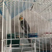 عروس هلندی