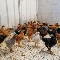جوجه مرغ وخروس دوماهه