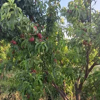 باغ دور محصور بر جاده ۱۰۰۰ متری سند ۶ دانگ|فروش دفتر صنعتی، کشاورزی، تجاری|رباط‌کریم, ده‌حسن|دیوار