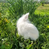 خرگوش|موش و خرگوش|آستانه اشرفیه, |دیوار