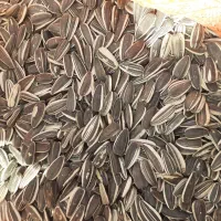 تخمهتازهدرشت|خوردنی و آشامیدنی|مشکیندشت, |دیوار