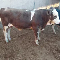 فروش یک راس گوساله