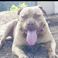 سگ پیتبول امریکن