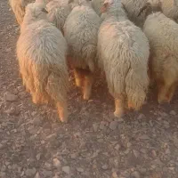۱۸راس بره ماده پاییزه