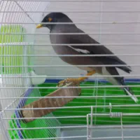 مرغ مینا ۷ ماهه