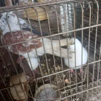 کبوتر نر و ماده|پرنده|لاهیجان, پردسر|دیوار