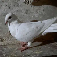 کبوتر المانی|پرنده|فردوس (خراسان), |دیوار