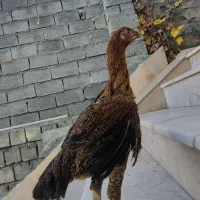 جوجه لاری اصیل|حیوانات مزرعه|سردشت, |دیوار