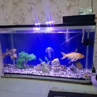 آکواریوم شیشه خم