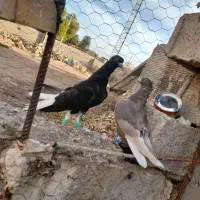 جوجه دمسفید|پرنده|سوسنگرد, |دیوار