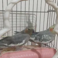 عروس هلندی|پرنده|کوهدشت, |دیوار