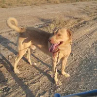 سگ پژدر نگهبان