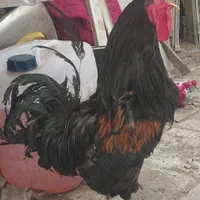 خروس بومی