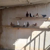 کبوتر|پرنده|اهواز, امانیه|دیوار