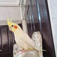 عروس هلندی گم شده