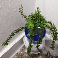 گل آپارتمانی|گل و گیاه طبیعی|سنقر, |دیوار