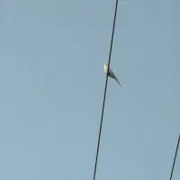 عروس هلندی گمشده