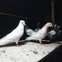 کبوتر تیدی پاکستانی واراکی|پرنده|شاهین‌شهر, طالقانی|دیوار