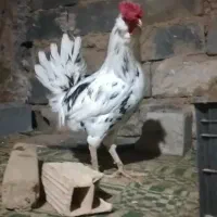 تخم مرغ گلین اصل|خوردنی و آشامیدنی|شیروان (خراسان), |دیوار