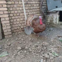بوقلمون نروماده