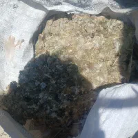 زیل کبوتر