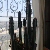 کاکتوس صخره ای بسیار زیبا|گل مصنوعی|کرج, عظیمیه|دیوار