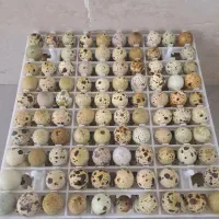 تخم بلدرچین.