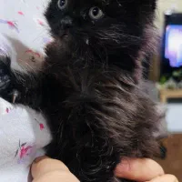 واگذاری گربه ناز خونگی