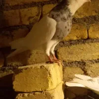 طوقی غریب گیر امشب|پرنده|کنگاور, |دیوار